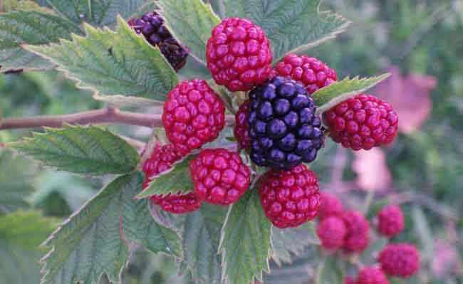 Las mejores frutas para adelgazar y dieta Las mejores frutas para adelgazar y dieta